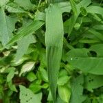 Chasmanthium latifolium Blatt