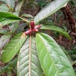 Pycnandra gordoniifolia Yaprak