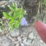 Ageratum conyzoides Květ