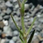 Sabulina verna Bark