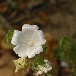 Malva hispanica Blomma