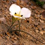 Calochortus leichtlinii Flower