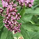 Eupatorium cannabinumFlower