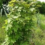 Acer spicatum Yaprak