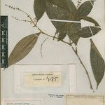 Miconia platypoda Φρούτο