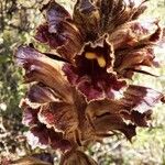 Orobanche gracilis Blüte