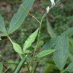 Cleoserrata serrata Diğer