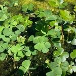 Marsilea quadrifolia Leaf