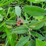 Indigofera volkensii Costuma