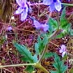 Erodium ciconium 花