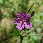 Geranium viscosissimum Kukka