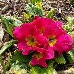 Primula rosea Flower