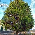 Cupressus macrocarpa 形态