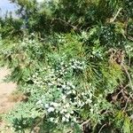 Juniperus sabina Fruto