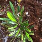 Scaevola beckii Flower