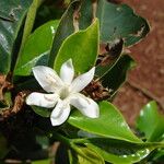 Coffea canephora 花