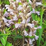 Orobanche purpurea Habitus