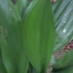 Aspidistra elatior Hoja