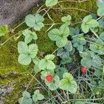 Potentilla indica ശീലം