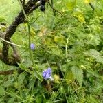 Lobelia siphiliticaFlower