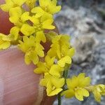 Alyssum cuneifolium Flower