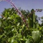 Phytolacca rivinoides Anders