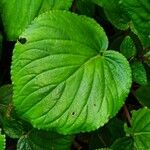 Gloxinia perennis Blad