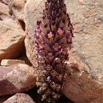 Cistanche violacea Flower