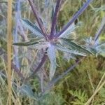 Eryngium planum পাতা