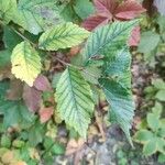 Carpinus orientalis Blad