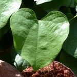 Aristolochia grandiflora Fuelha