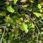Fothergilla gardenii 树皮
