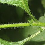 Heliotropium angiospermum Blad