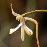 Jumellea stenophylla Virág