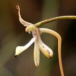 Jumellea stenophylla Blomst