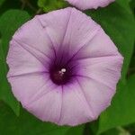 Ipomoea tiliacea 花