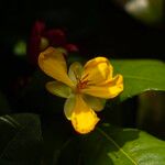 Ochna serrulata