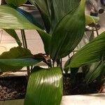 Aspidistra elatior List