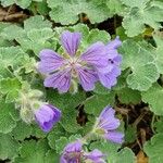 Geranium renardii Flower