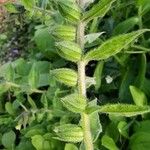 Nonea lutea Fruit