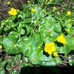 Caltha palustris Хабит