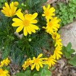 Euryops pectinatus Květ