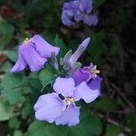 Orychophragmus violaceus Flower