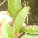 Smilax laurifolia Fuelha