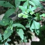 Sanicula canadensis Flower