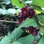 Leycesteria formosa Листок