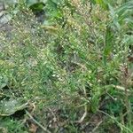 Lepidium ruderale फल