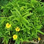 Tagetes lucida برگ