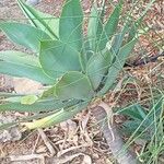 Agave guiengola Blad