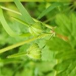 Geranium mascatense Fruit